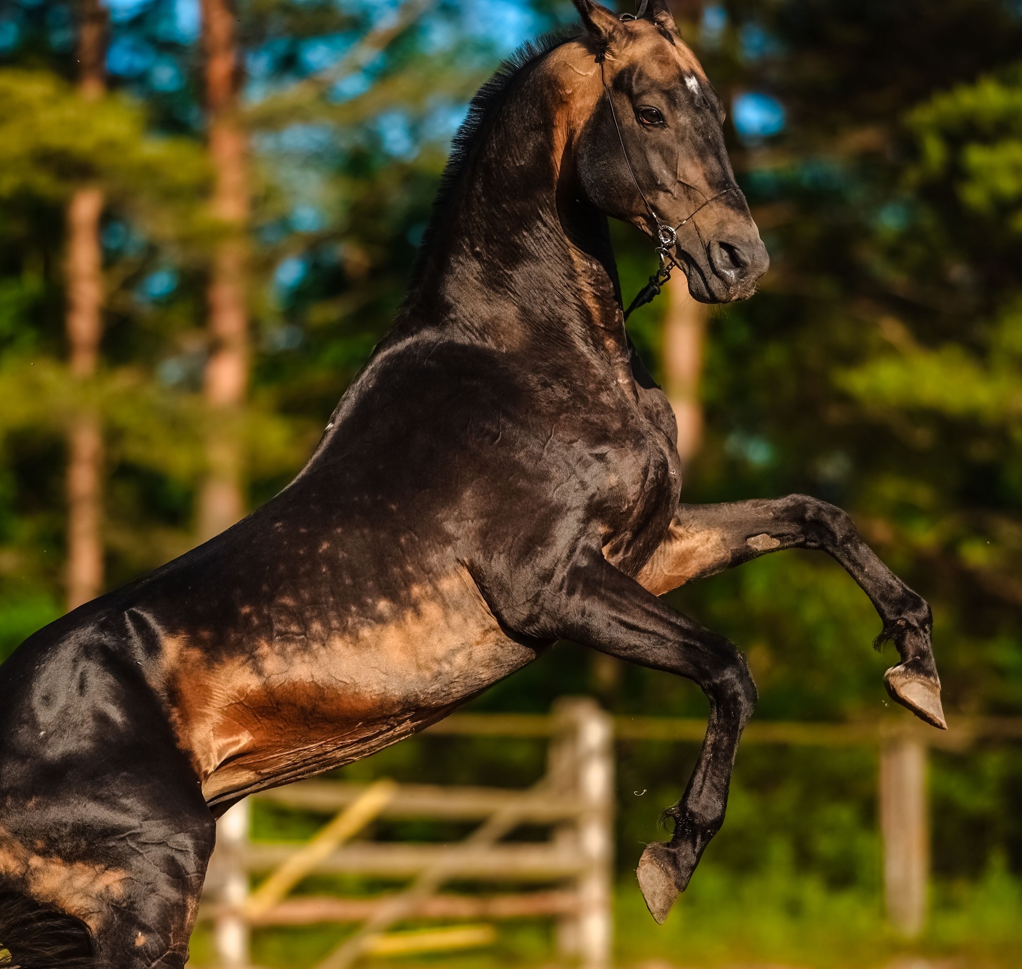 Akhal Teke For Sale UK